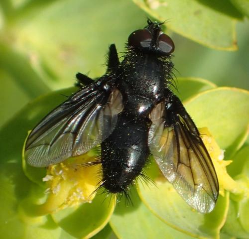 Réf. 303 573 : Nyctia halterata